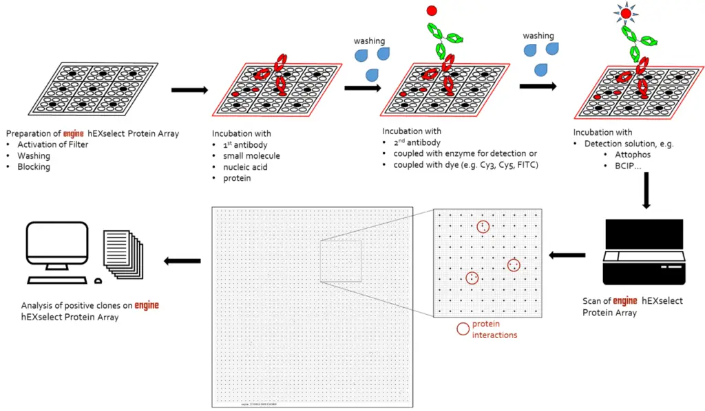 Arrays Inkubation Schema EN 1 V1 1024x598 1