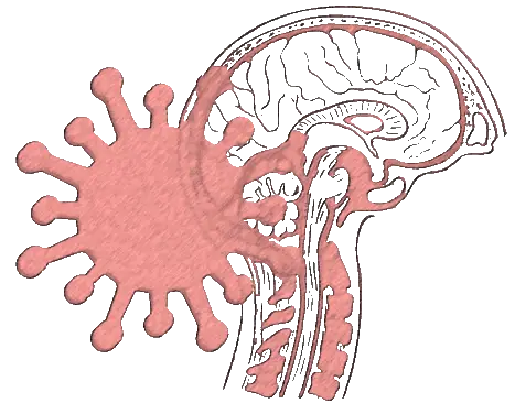 NeuroCovid v3